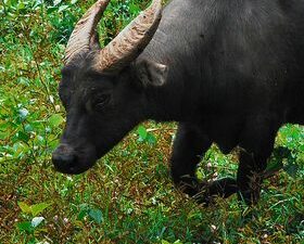 Tamaraw