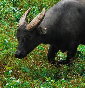 Asian Wild Cattle - Global Wildlife Conservation