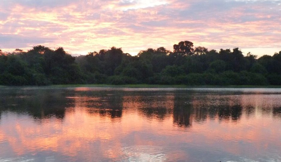 People of the Land Risk Their Lives Everyday To Fight for Nature nature