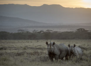Two black rhinos at sunset