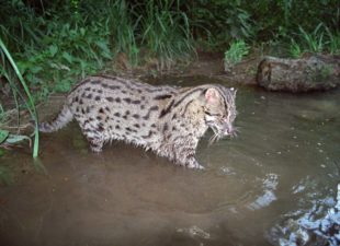 Fishing cat