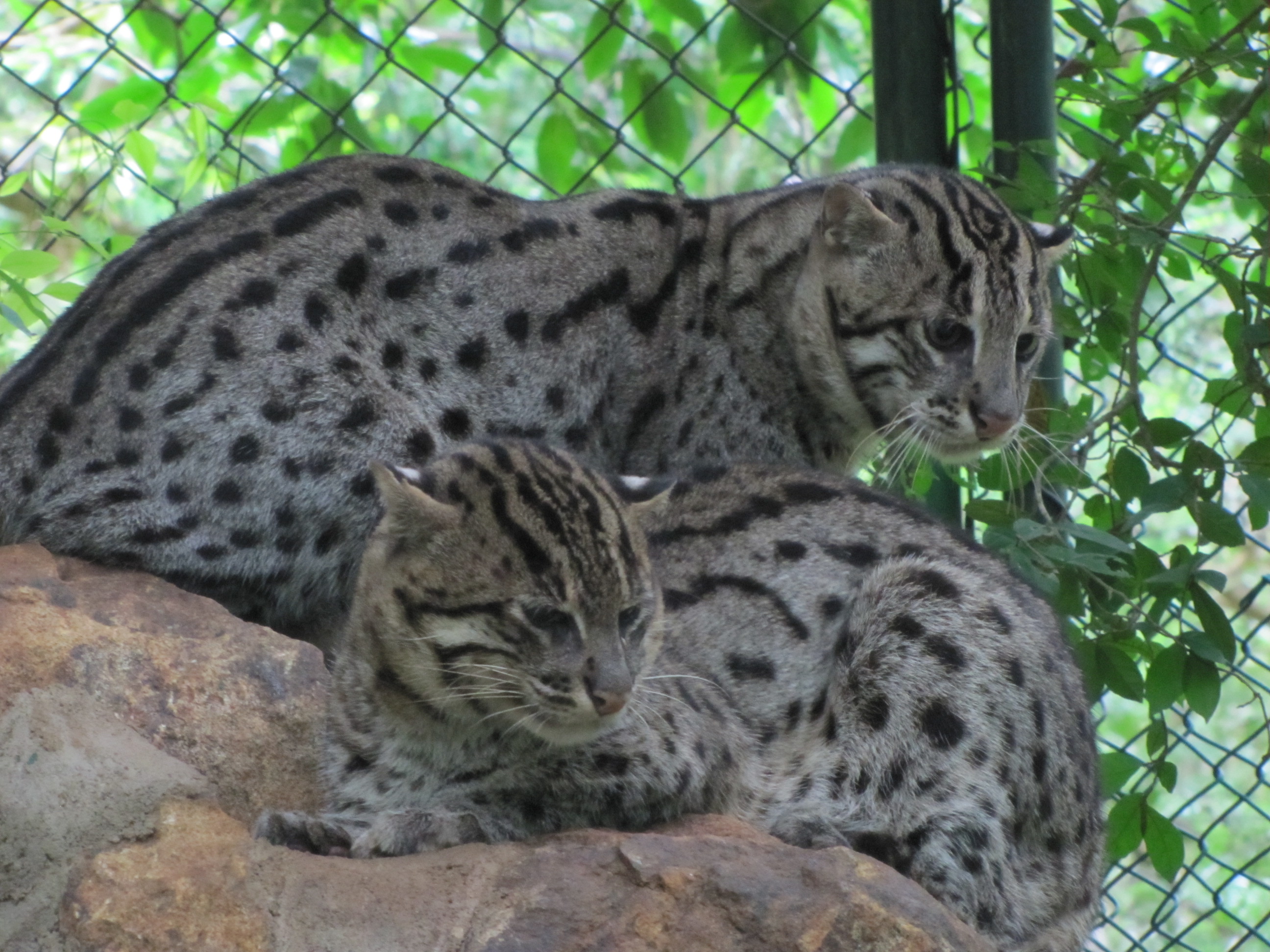 Fishing cats in captivity.
