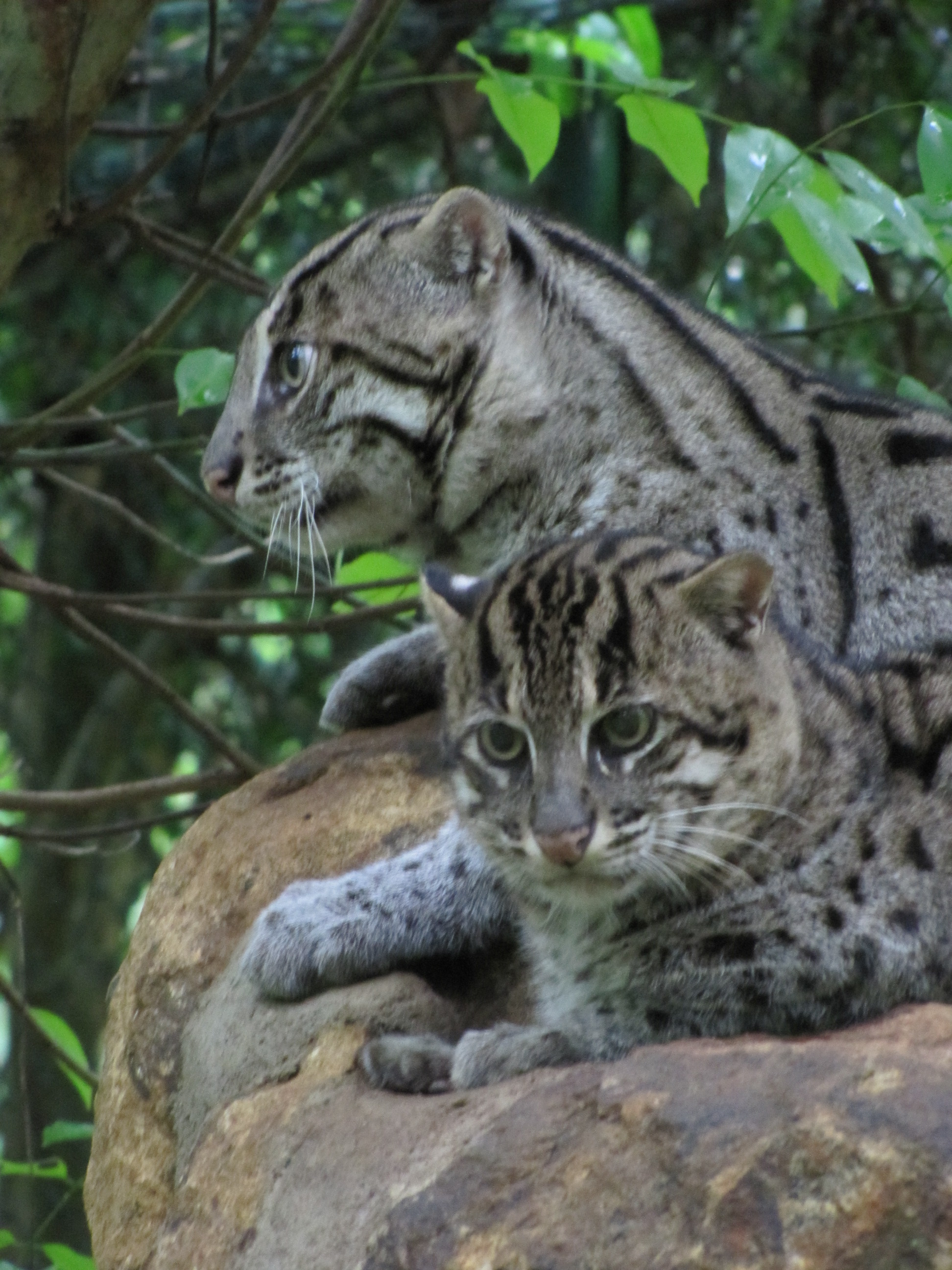 Fishing cats