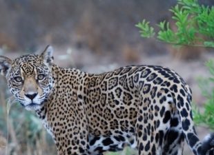 A Jaguar and its cubs in the Bolivian Chaco.