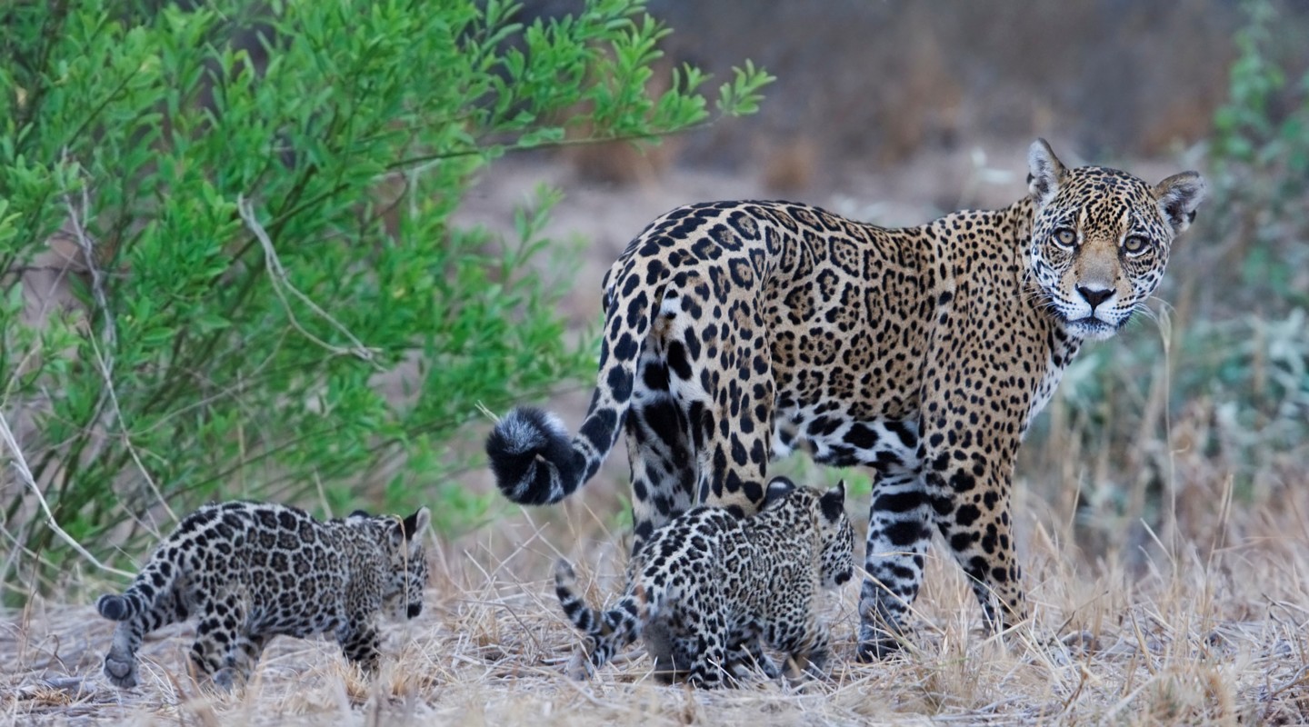 A Jaguar and its cubs in the Bolivian Chaco.
