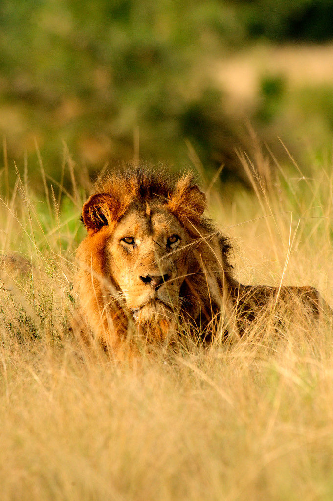 An African lion in the wild, Uganda.