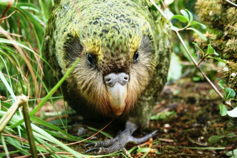 Kākāpō