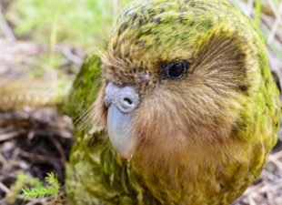 Sirocco the Kākāpō