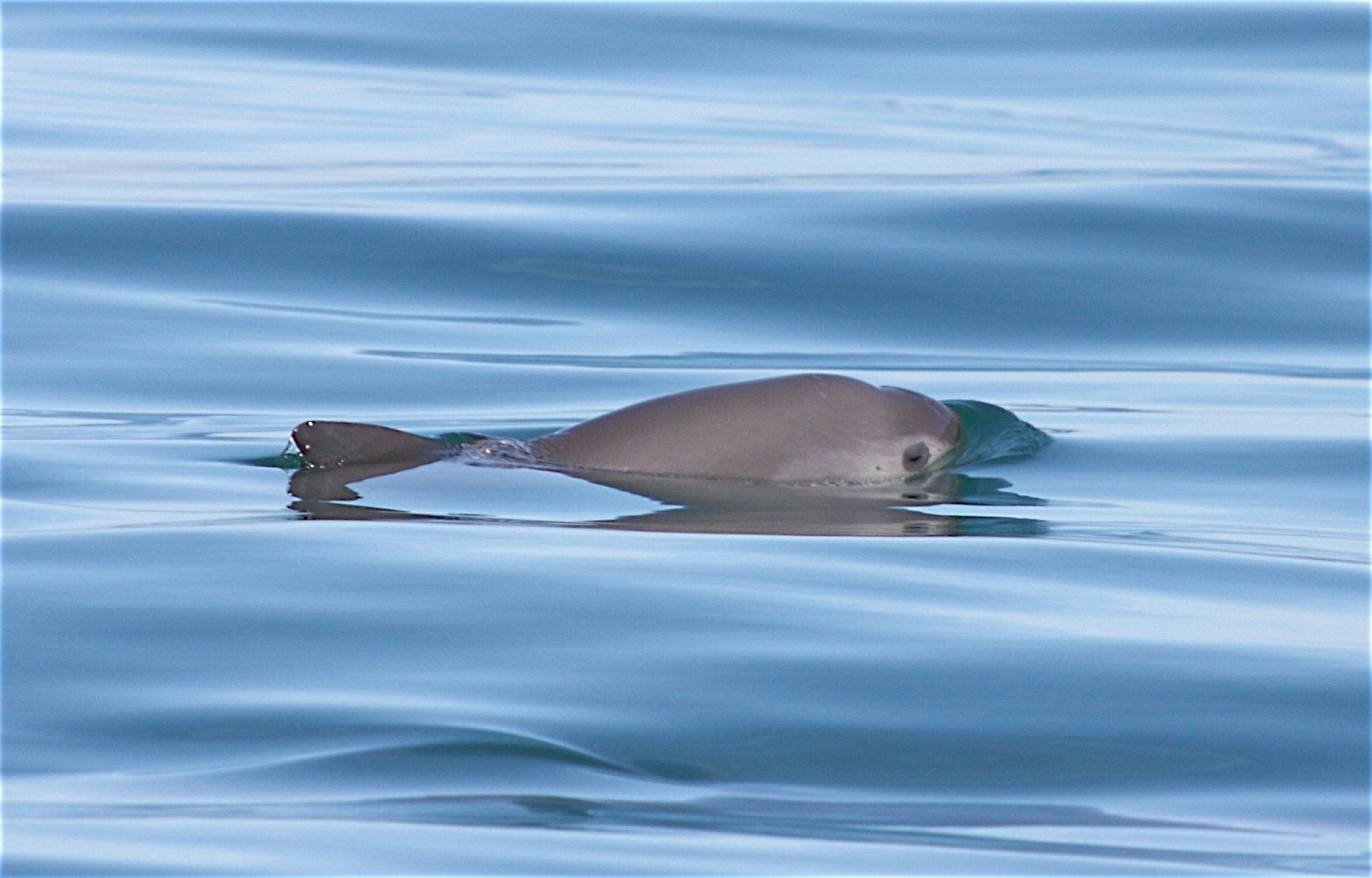 The Vaquita porpoise