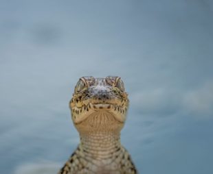 Cuban crocodile