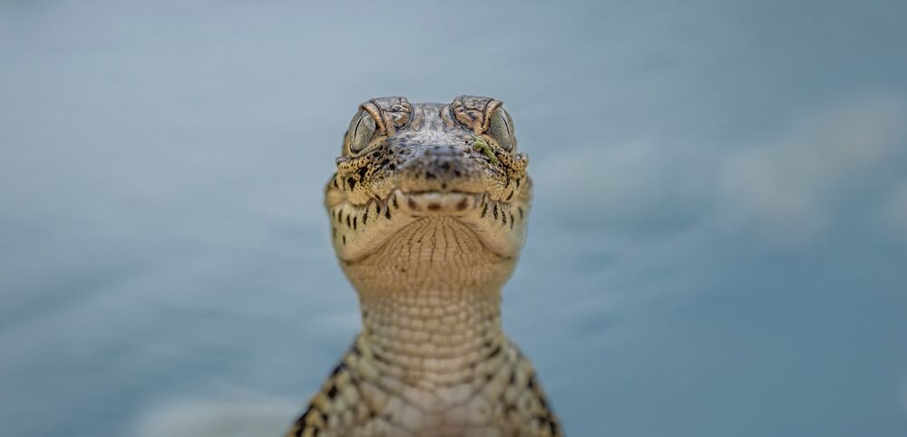 Young Cuban Crocodile