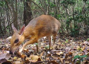 Rediscovered Silver-backed Chevrotain