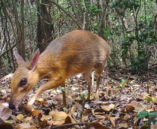 Rediscovered Silver-backed Chevrotain