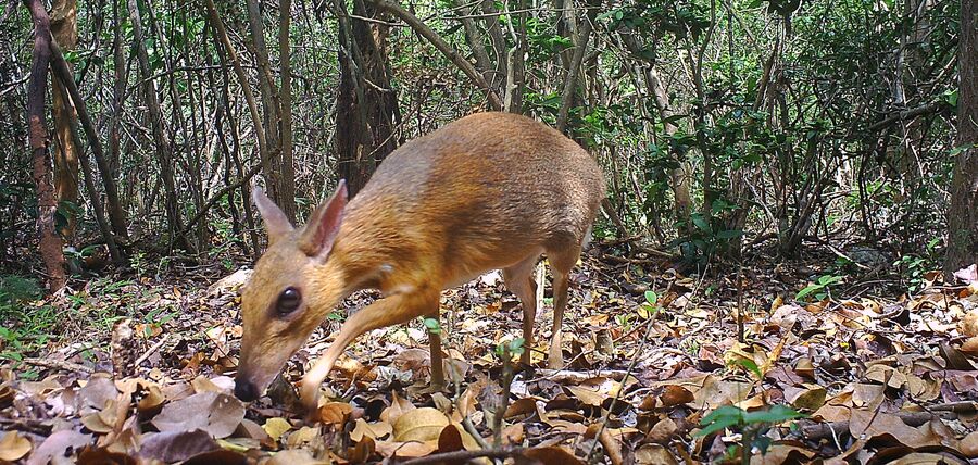 Rediscovered Silver-backed Chevrotain in Vietnam