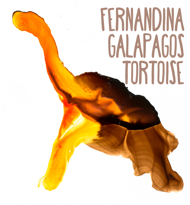 Fernandina Galapagos Tortoise