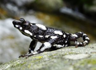 Starry Night Harlequin Toad rediscovered to science