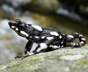 Starry Night Harlequin Toad rediscovered to science