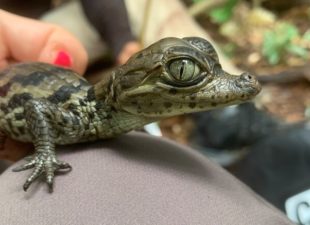 Apaporis Caiman close-up