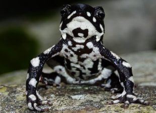 Rediscovered Starry Night Harelquin Toad in Colombia