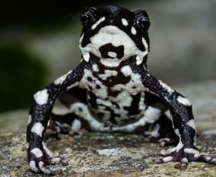 Rediscovered Starry Night Harelquin Toad in Colombia