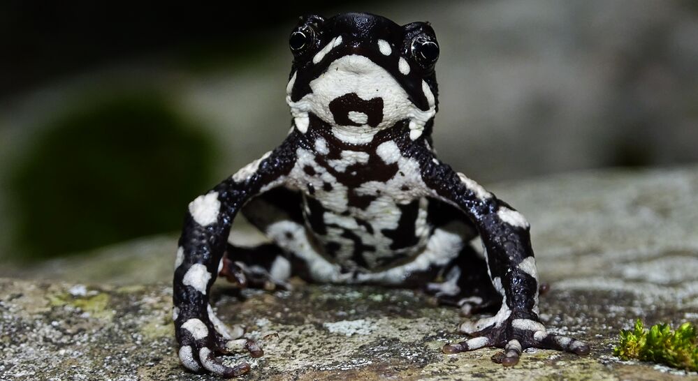 Rediscovered Starry Night Harelquin Toad in Colombia