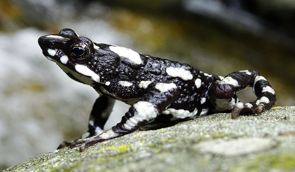 Starry Night Harlequin Toad rediscovered to science