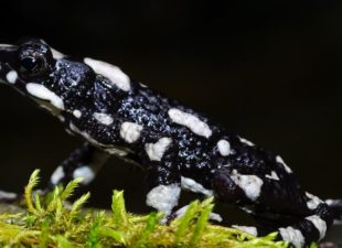 Starry Night Harlequin Toad rediscovered to science