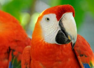 Scarlet Macaw