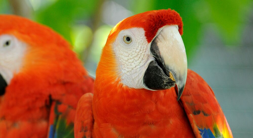 Scarlet Macaw