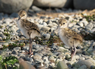 The Critically Endangered Kakī is benefitting from a new brooder room