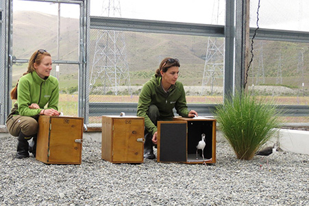 Staff from the DOC release the first Kakī chicks into the new aviary