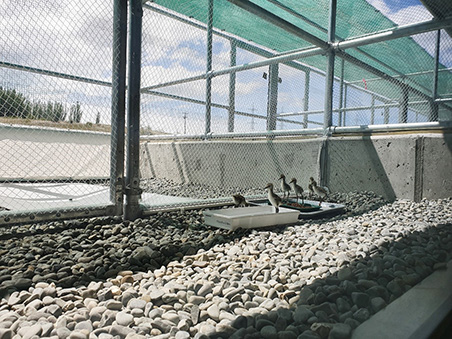 hese Kakī chicks were the first in the outdoor rearing aviaries