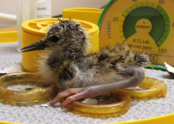 A Kakī hatchling