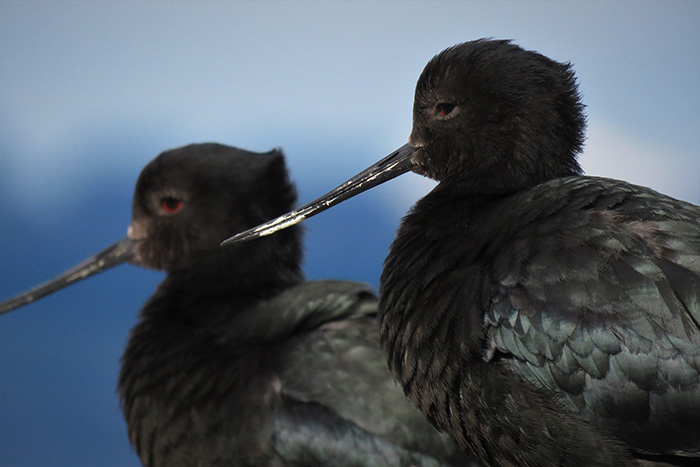 the world’s rarest wading bird