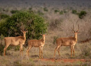 The Critically Endangered Hirola is a skittish, evasive animal and hard to photograph