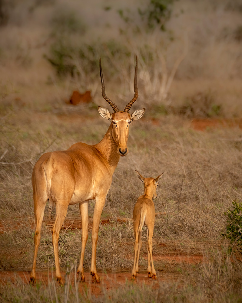 The money shot: A Hirola mother and her calf