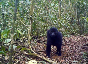 A camera trap photo of a gorilla in Ebo Forest in Cameroon