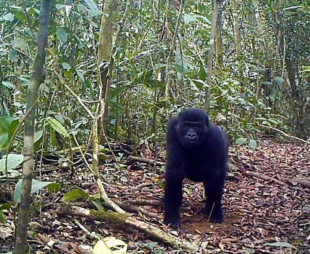 A camera trap photo of a gorilla in Ebo Forest in Cameroon