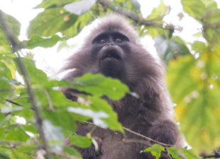 Kipunji Monkey in Tanzania. Credit: John C. Mittermeier