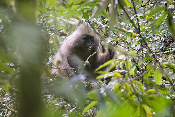 Kipunji Monkey in Tanzania. Credit: John C. Mittermeier