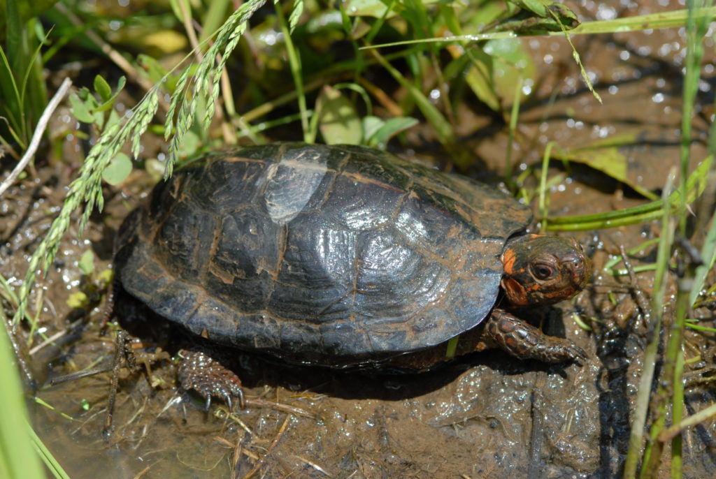 A bog turtle.