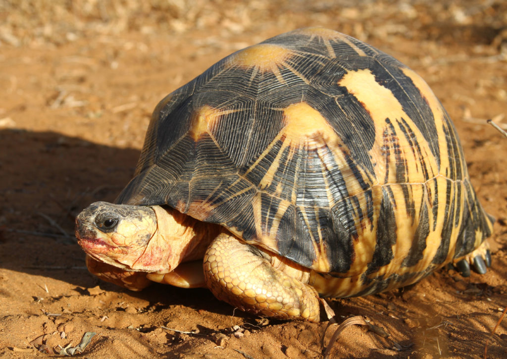 A radiated tortoise.