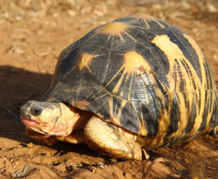 A radiated tortoise.