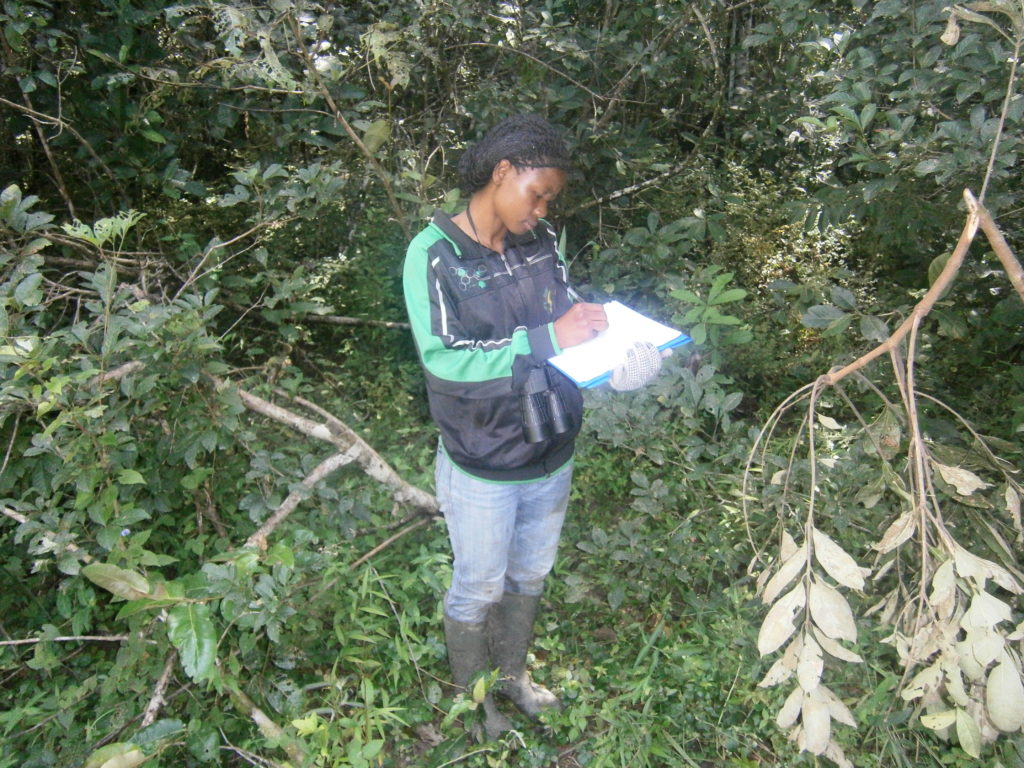 The Congo Basin is under threat - here's why we need to act now - WildAid