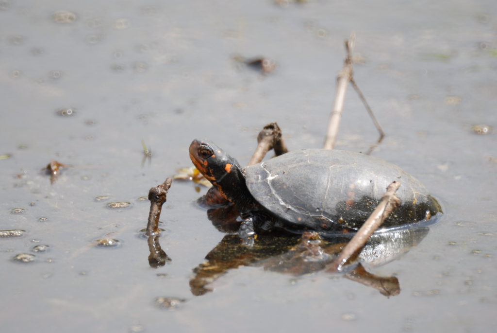 A spotted turtle sitting in the water.