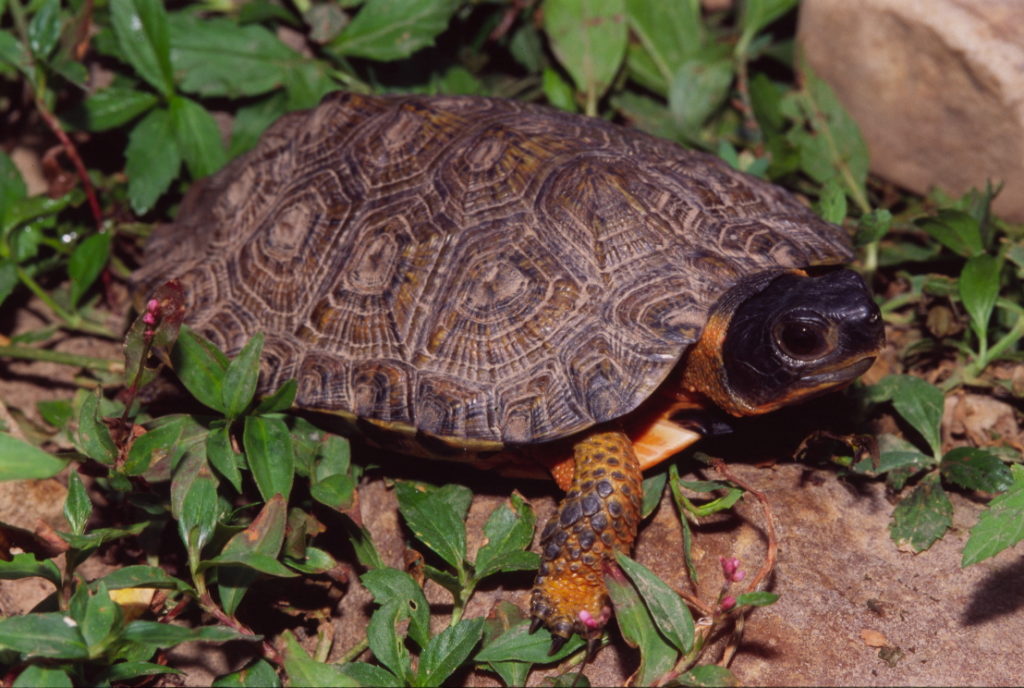 A wood turtle surrounded by leaves.