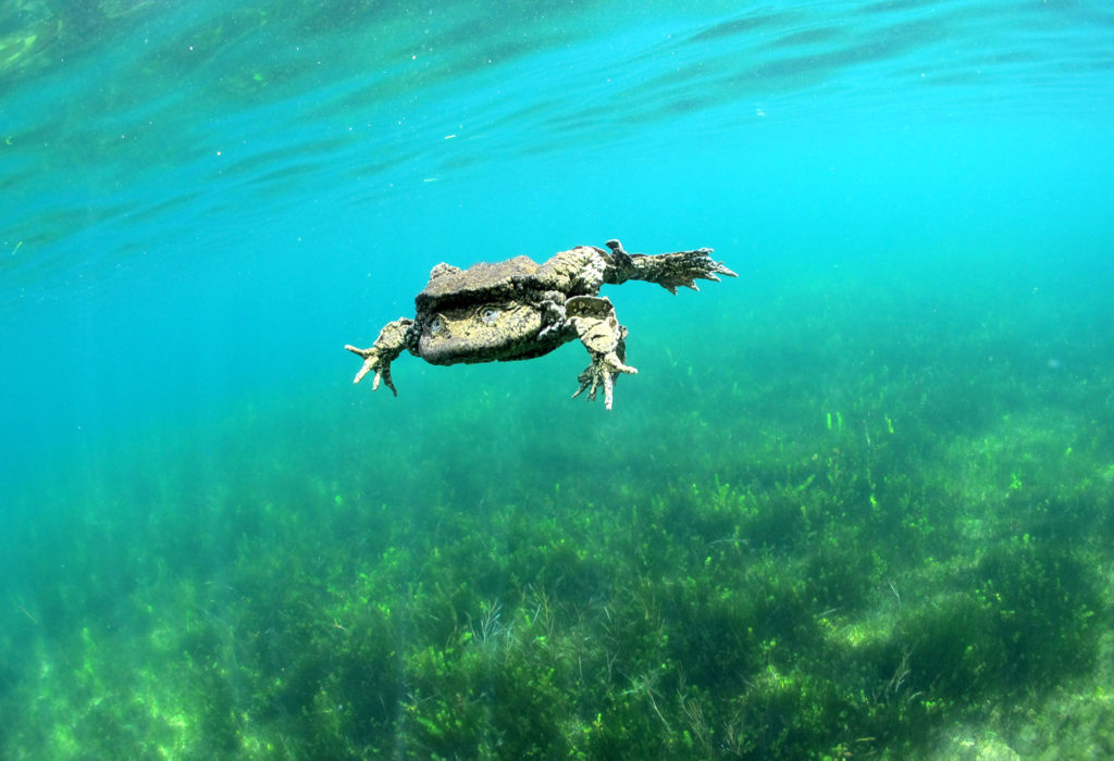 underwater frogs