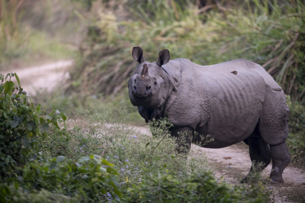 A rhino standing on a trail.