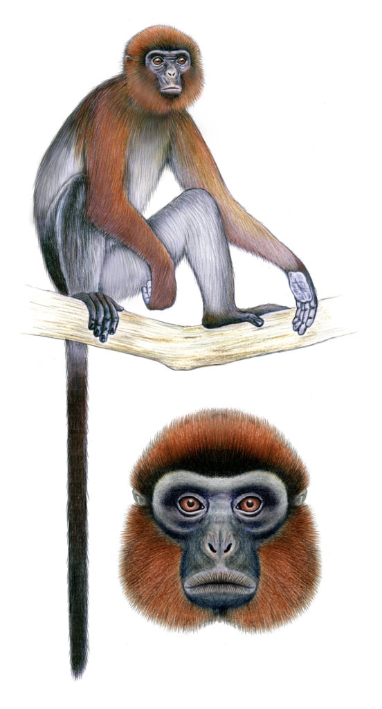 An illustration of a Kisangani Red Colobus