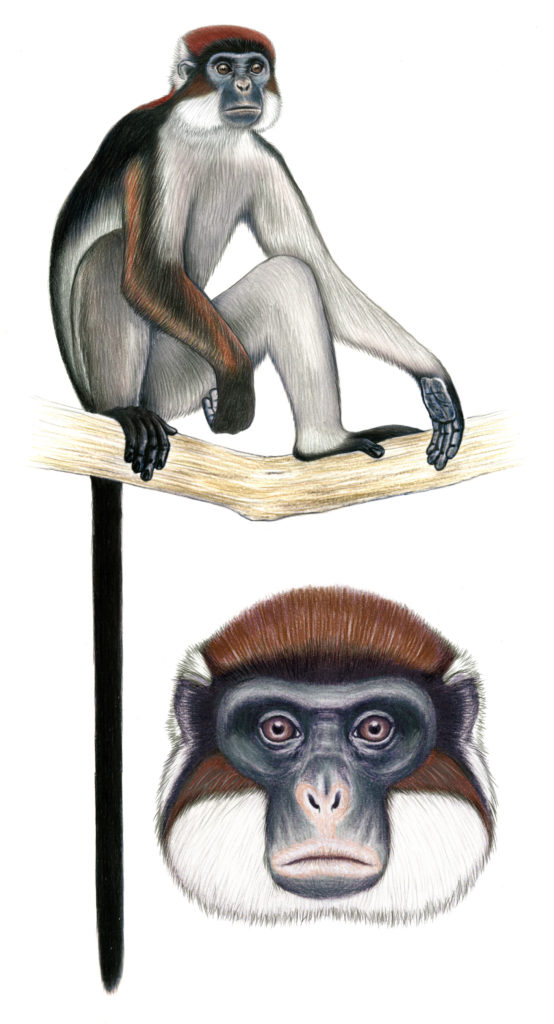 An illustration of a Semliki Red Colobus